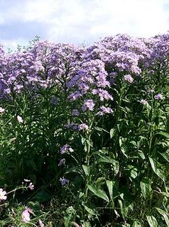 250px-Aster_tataricus1.jpg