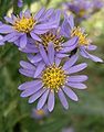 94px-Aster_tataricus3.jpg
